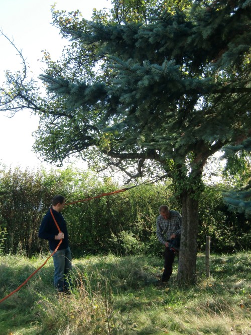 baumrodungApfelbaum