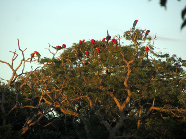 Bonito - Buracao da Aras