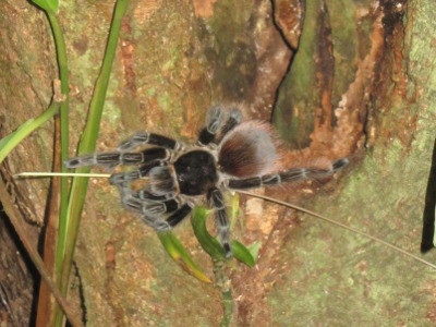 paratySpinne