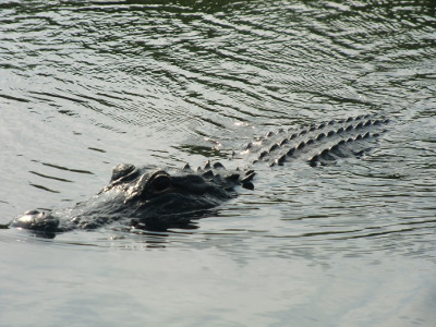 EvergladesAligator