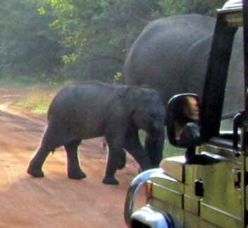 Elefantenbaby im Yala Nationalpark