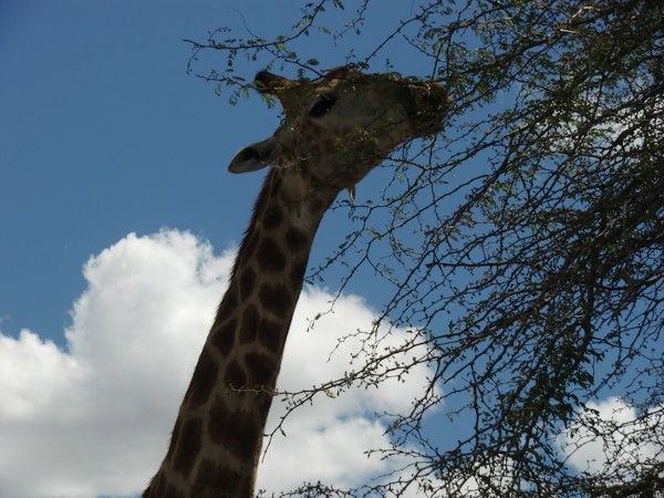 giraffe