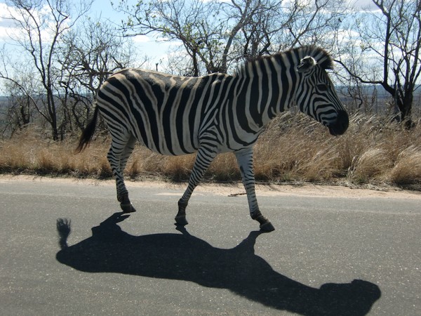 zebra