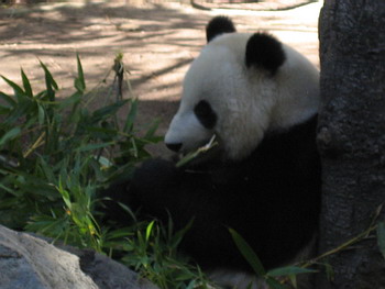 Panda the bear